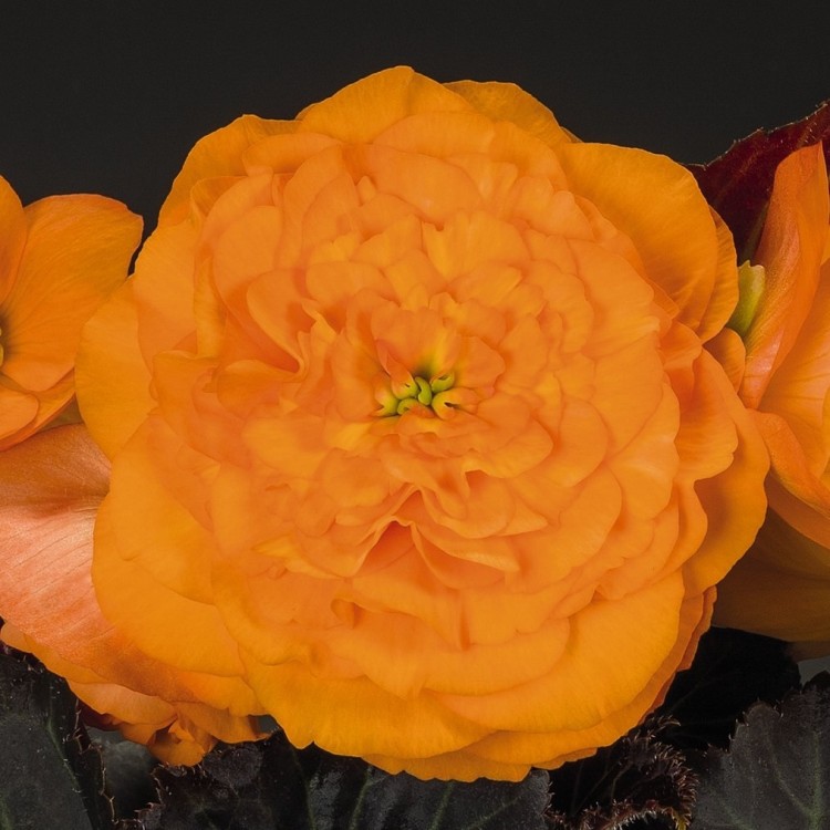 Begonia Tuberhybrida Nonstop Mocca "Bright Orange" - во саксија Ø13